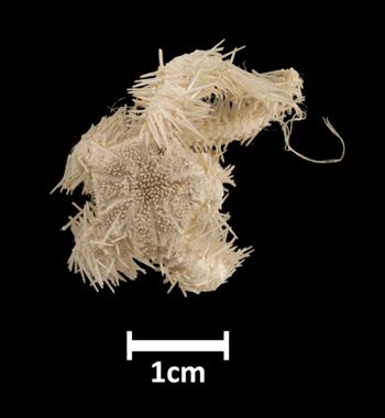 Media type: image; Invertebrate Zoology OPH-1942 Aspect: dorsal